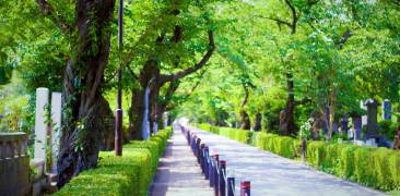 Aoyama-Friedhof mit grünen Bäumen