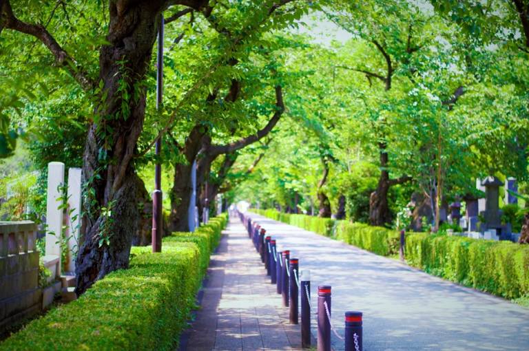 Aoyama-Friedhof mit grünen Bäumen