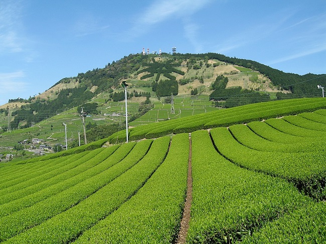 Teefelder in Kakegawa, Präfektur Shizuoka.