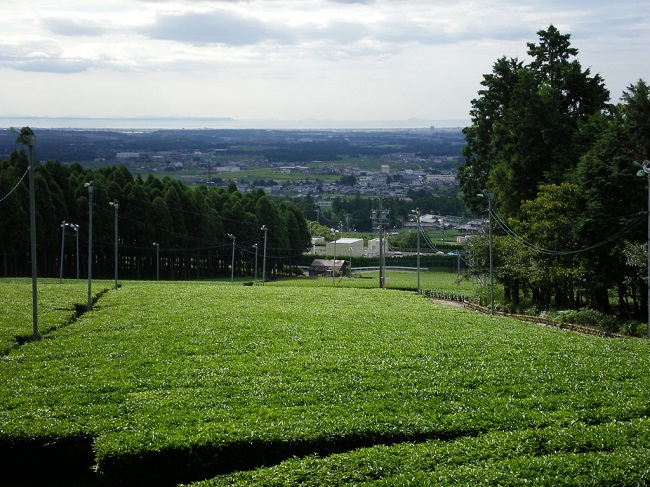 Ein Teefeld in Yokkaichi, Präfektur Mie.