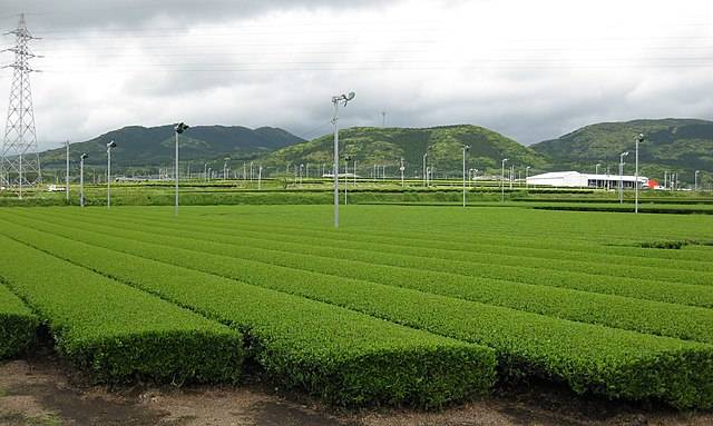 Eine Tee-Plantage in der Präfektur Kagoshima.