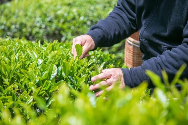 Der erste Tee der Saison in Yabukita, Präfektur Shizuoka.