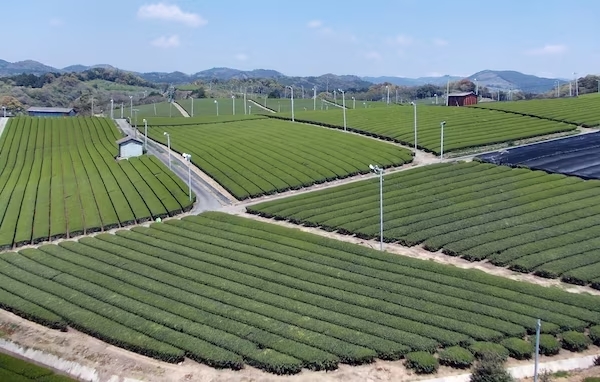 Teefelder in Yame, Präfektur Fukuoka.
