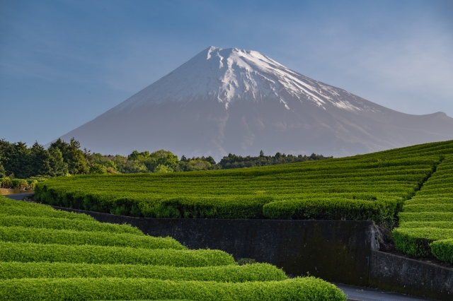 Teeplantagen in Shizuoka.