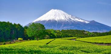 Teeplantagen in der Präfektur Shizuoka