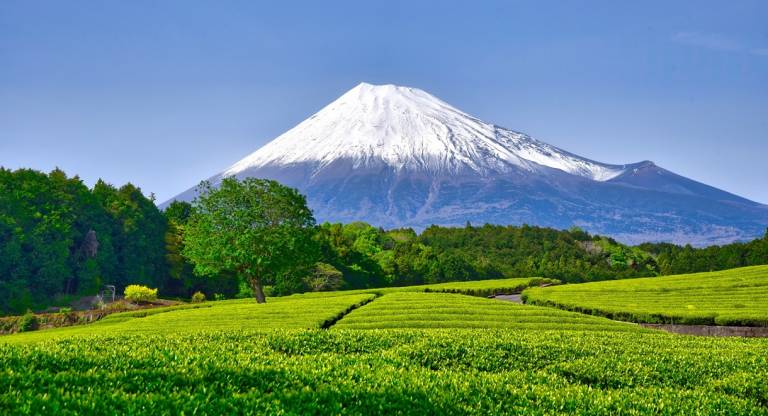 Teeplantagen in der Präfektur Shizuoka