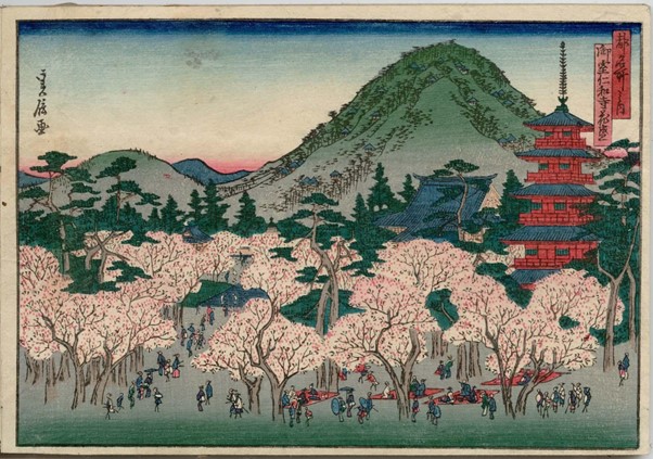 „Kirschblüten in voller Blüte im Ninna-ji-Tempel in Omuro“, aus der Serie „ Berühmte Orte in der Hauptstadt“, Hasegawa Sadanobu I, ca. 1870.