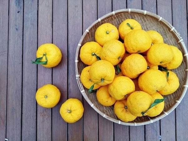 Yuzu-Früchte