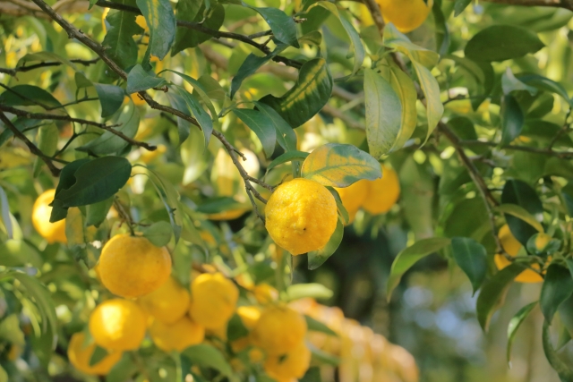 Yuzu-Früchte am Baum.