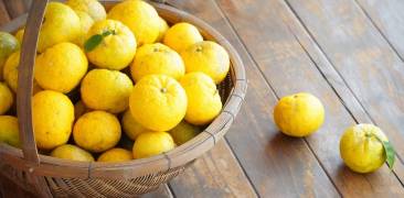 Ein Korb frischer Yuzu-Früchte.