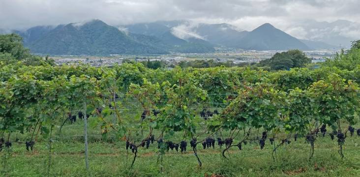Weinberge mit Blick auf das Chikumagawa-Weintal in der Präfektur Nagano