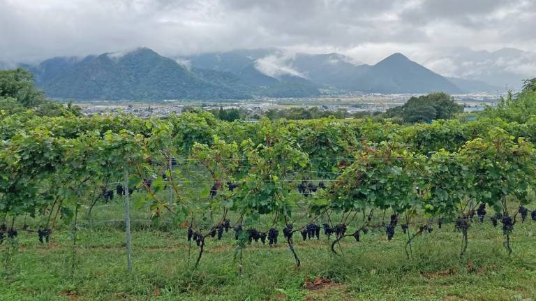 Weinberge mit Blick auf das Chikumagawa-Weintal in der Präfektur Nagano