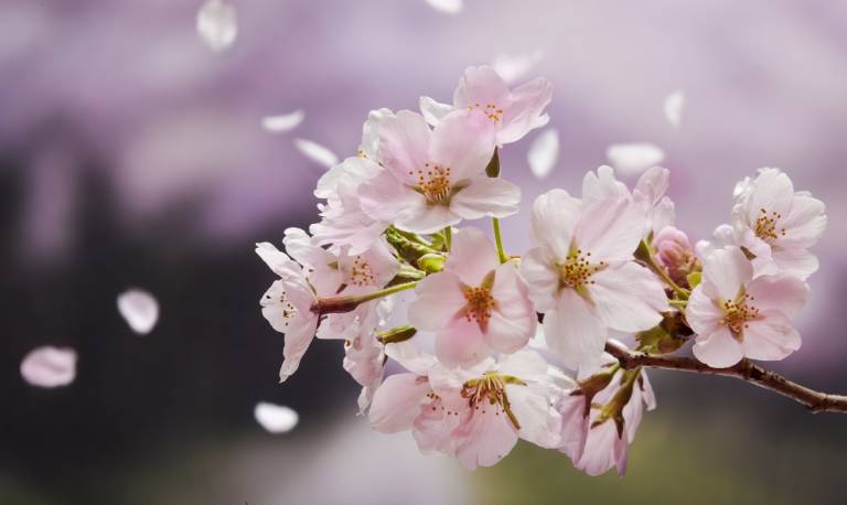 Kirschblüten