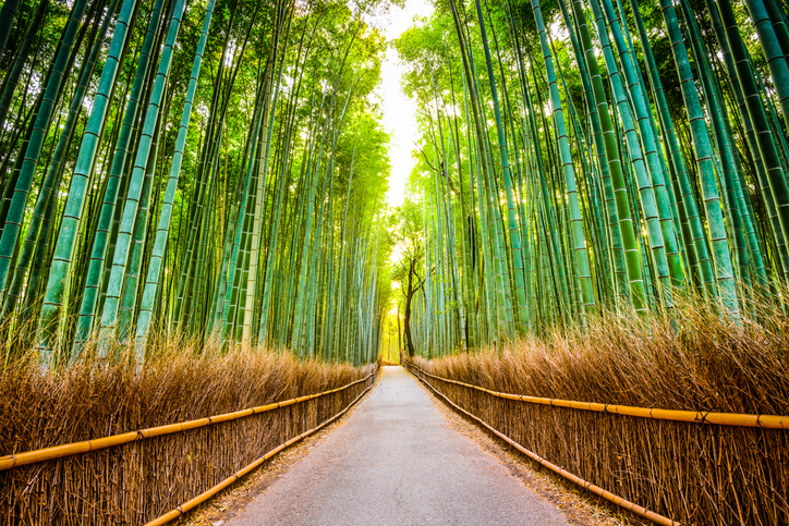 Bambushain in Arashiyama